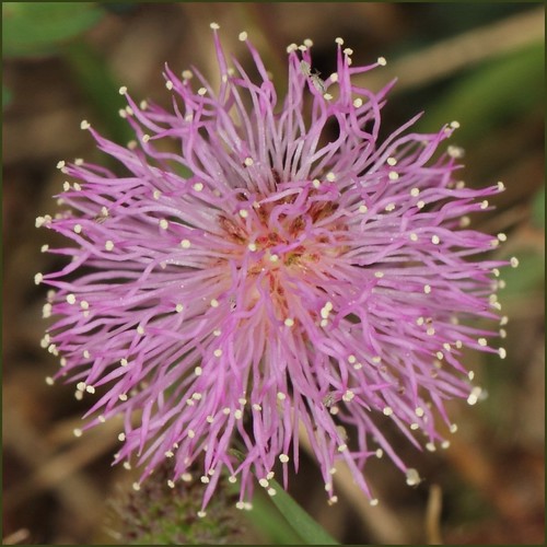 Sensitive Plant - The Flower | by Brissy Girl - Jan Anderson