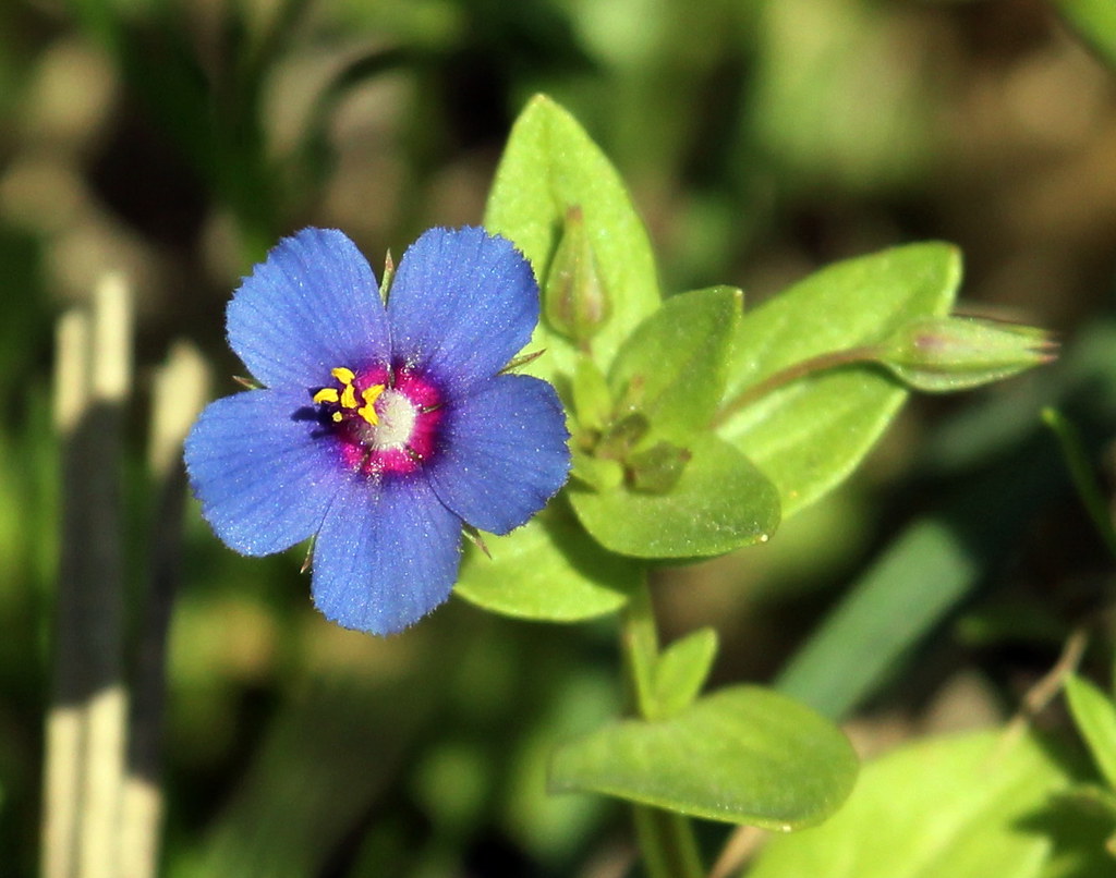 Blue Pimpernel Blue Pimpernel Grows Among Weeds And On The Flickr