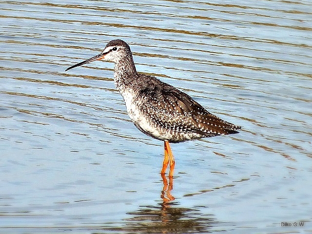 Spotted Redshank New one for me