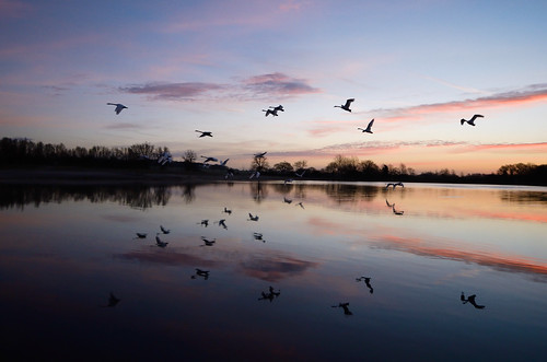 lake swan twilight nikon flight d7000