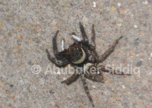 Color changing spider. right now black