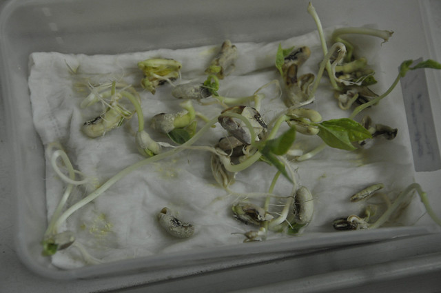 Counting sprouting cowpea seeds to determine germination percentage