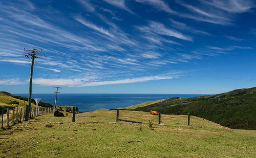 newzealand southisland bankspeninsula cattle hills sky southpacificocean powerlines clouds grass summer