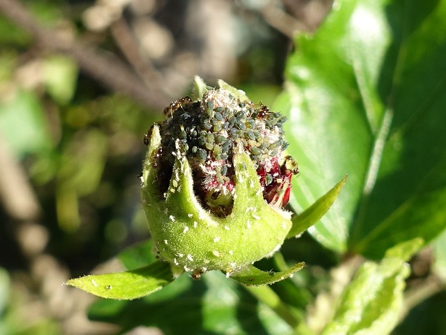 Ants and aphids on hibiscus flower