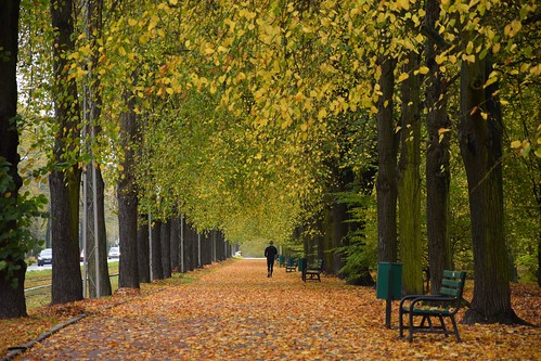 autumn fall nature trees tree alley avenue leaves foliage running jogging bench yellow street weather rainy park parknazdrowiu łódź lodz polska poland path