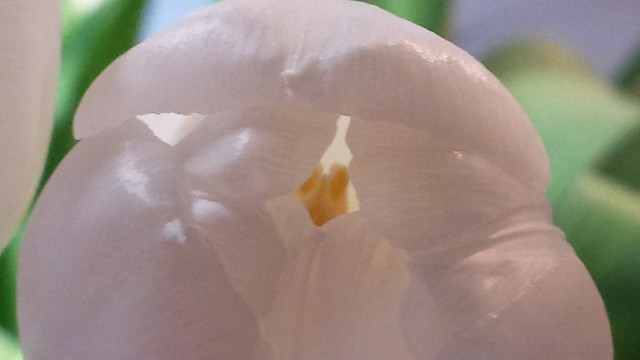 Weiße Tulpe / White Tulip