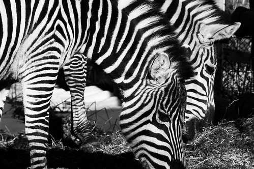 Stripes