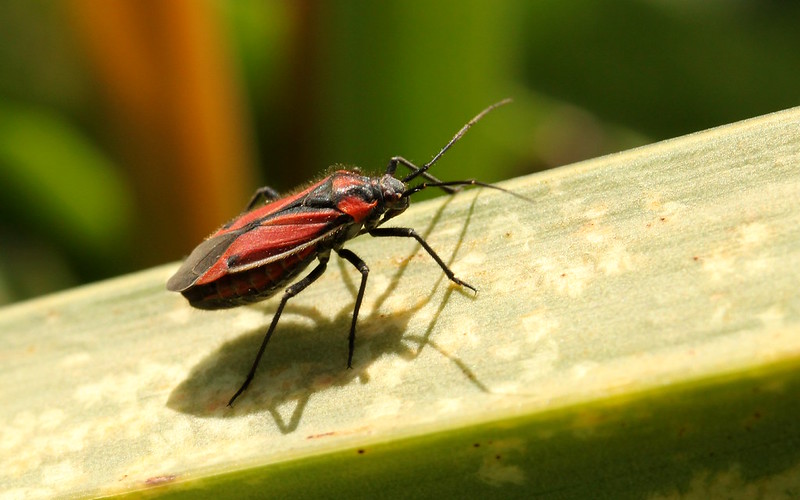 Miridae (plant bugs) | Flickr