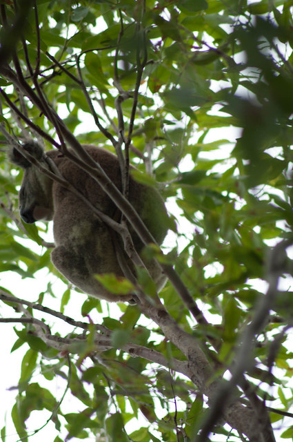 Koala in tree in Cleveland, QLD 4163 Australia