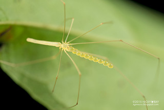 Daddy-long-legs spider (Nipisa anai) - DSC_7086