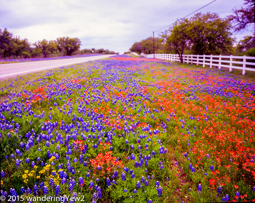 flower 120 mamiya film mediumformat texas bluebonnet hillcountry wildflower filmscan indianpaintbrush texaswildflowers texashillcountry mamiya7ii texashighway29