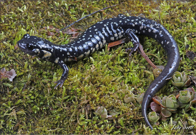 Northern Slimy Salamander (Plethodon glutonosus)