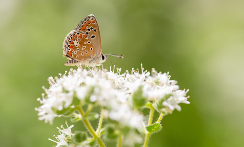 wimboon butterfly vlinder canoneos5dmarkiii canon100mmf28lismacro crete greece macro macrofotografie nature natuur