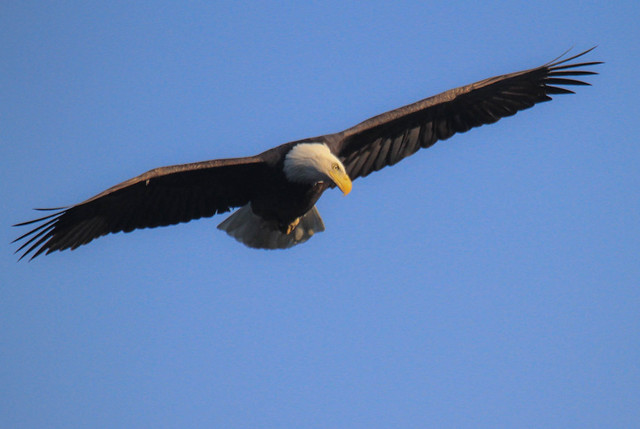 American Bald Eagle Day In The United States