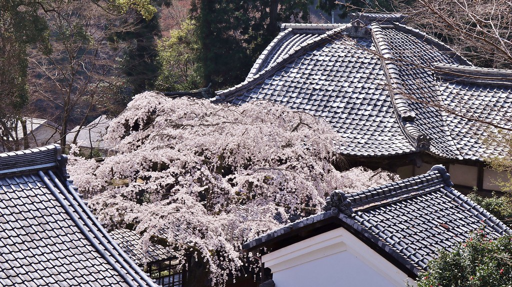 Cherry blossoms over roofs 京都 十輪寺の名木「なりひら桜」