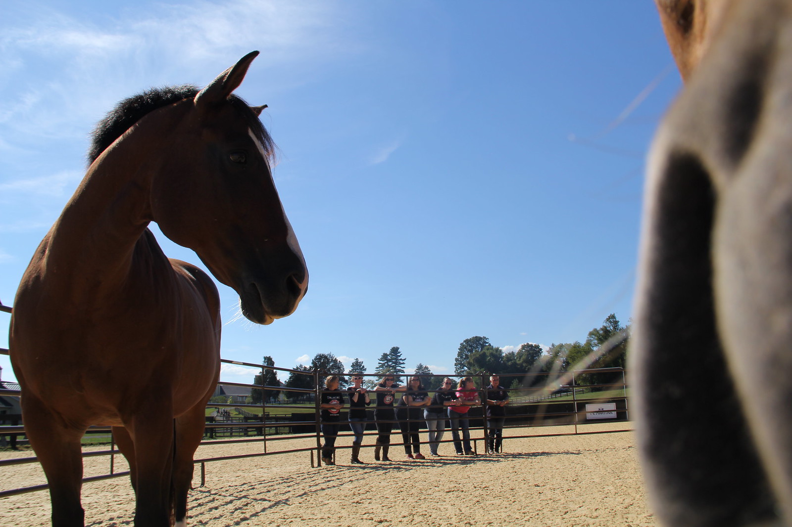 2015_T4T_Salamander Equine Therapy 38