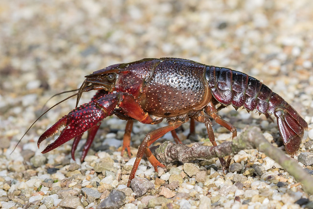 (Explore) Red Swamp Crayfish (Procambarus clarkii) Rode rivierkreeft
