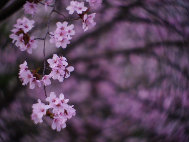 Cherry Blossom-さくら-