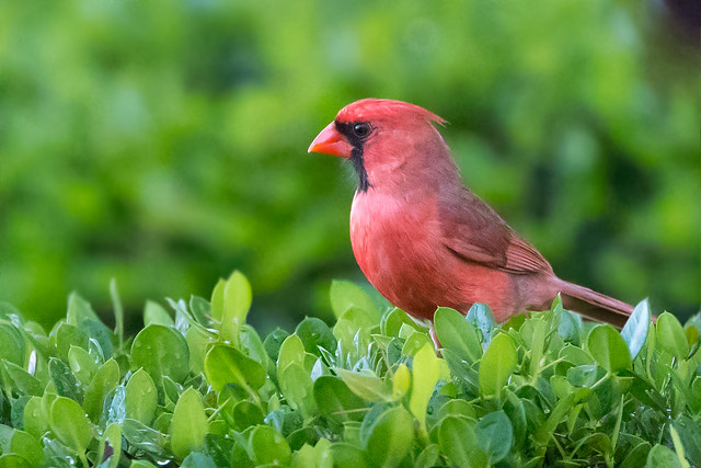 Northern Cardinal (X86_4575-1)