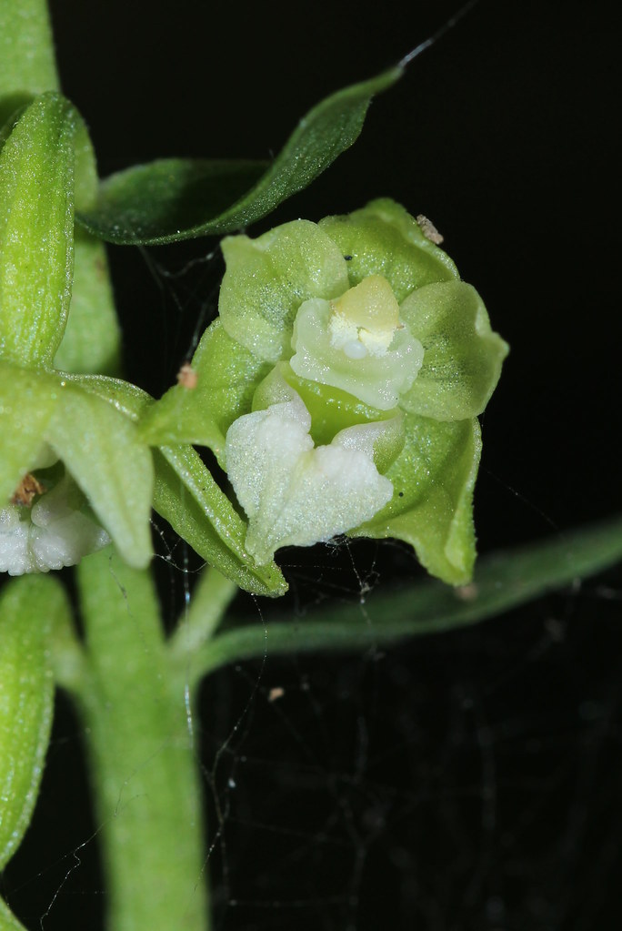 Epipactis phyllanthes / Épipactis à fleurs pendantes