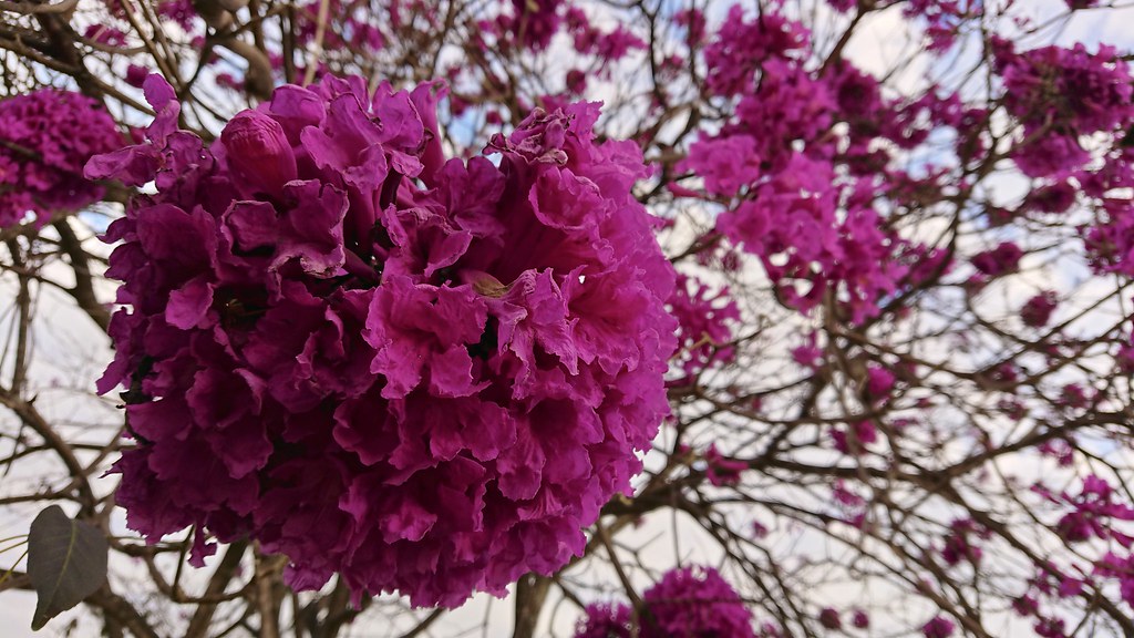 Ipê-Roxo [Handroanthus impetiginosus], Brasília - a photo on Flickriver