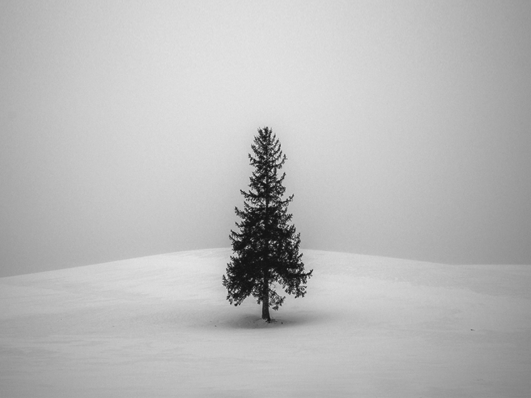 Silent Tree