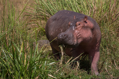 wild nature canon hippopotamus uganda murchisonfallsnationalpark mammel hippopotamusamphibius rivernile paraa landscapeformat westernregion fullframecamera sambiyavillage