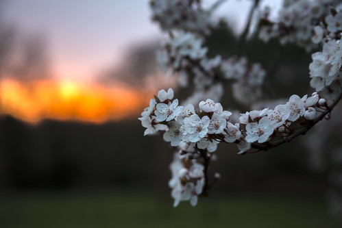 sunset red white fire day blossom end endoftheday knowle knowlepark
