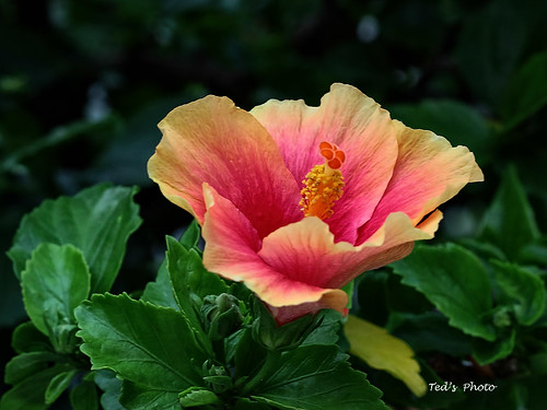 hibiscus hybrid 100mmf28macrolens canon70d