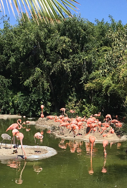 San Diego Zoo: Flamingos