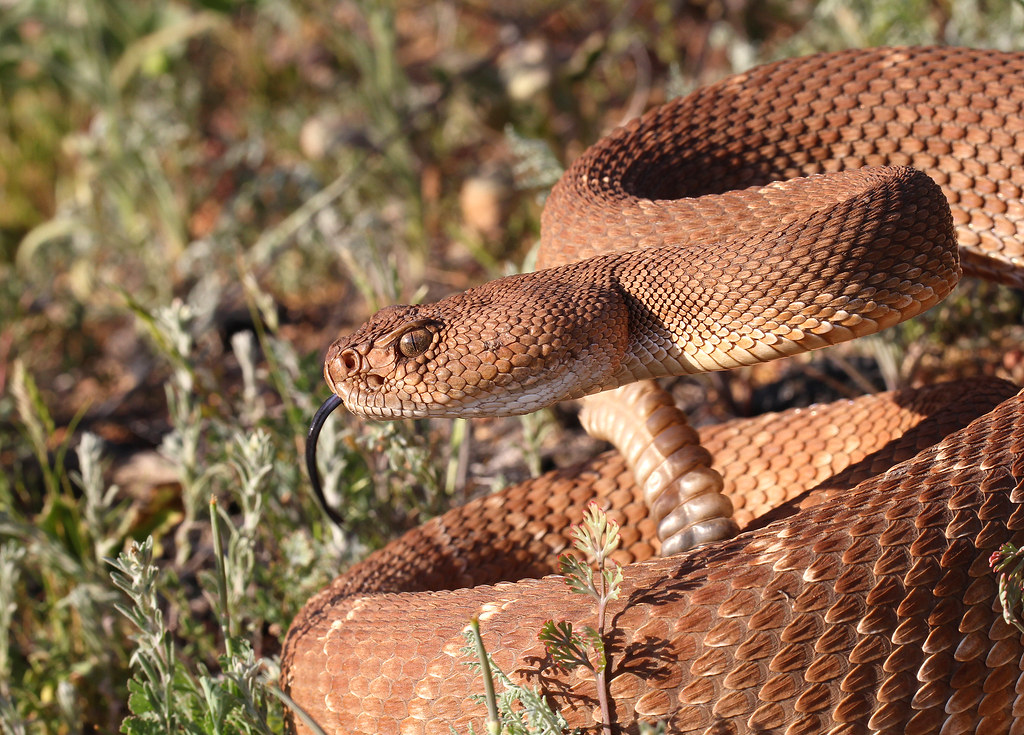 Red Diamond Rattlesnake | Crotalus ruber | Devin Bergquist | Flickr