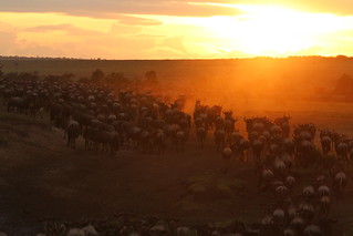 wildebeest crossing at daybreak | by Glenna Barlow