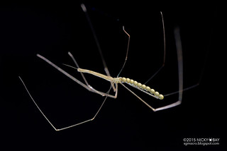 Daddy-long-legs spider (Nipisa anai) - DSC_7051