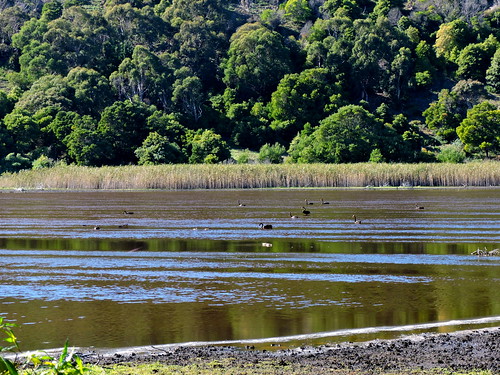 water birds animals landscape nationalpark ducks australia victoria foliage views vegetation geology towerhill blackswans wallabies volcaniclakes 201543n