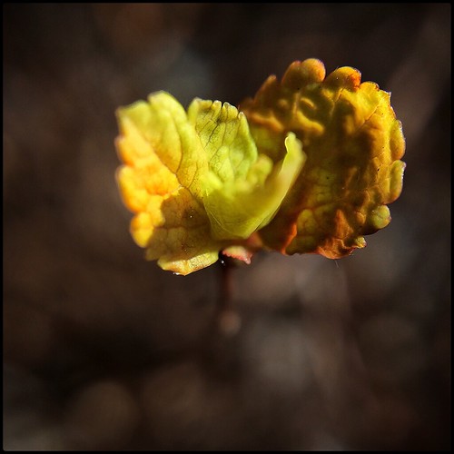 Small Spring Leaf -61/100