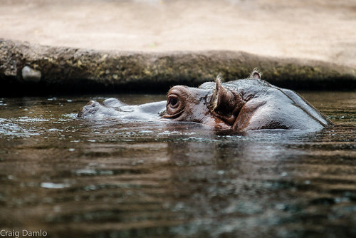 sanantonio zoo aquarium tx hippo niksoftware sal2470z sanantoniozooaquarium