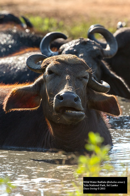 Wild Water Buffalo (Bubalus arnee)