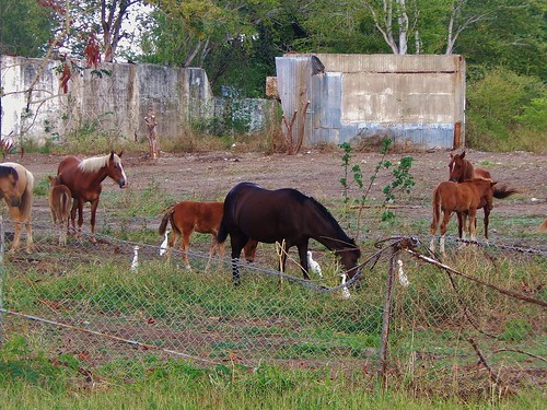 santa trees horses abandoned puerto rico beaches isabel sugarmill