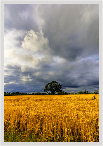 ireland moody wheat tree clouds canon60d 838603 sigma1020 outdoor