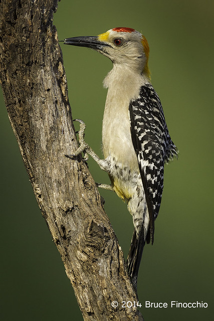 Male Golden-fronted Woodpecker Uses Tongue To Probe Bark