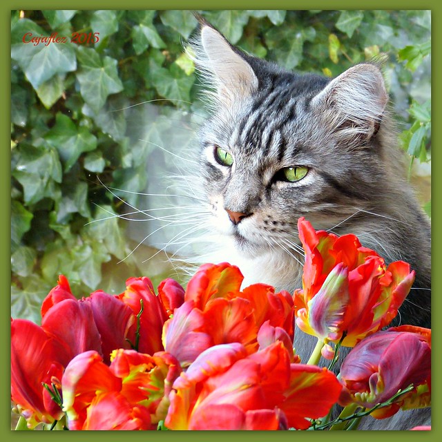 Tulips for you from Floris