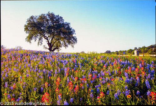 120 film mediumformat texas 6x9 wildflowers hillcountry bluebonnets filmscan indianpaintbrush texaswildflowers texashillcountry llanocounty fuji6x9 fujigw690