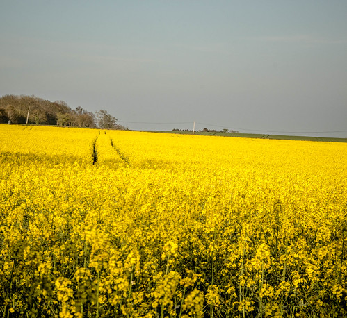 Rape Seed Yellow | by SKAC32