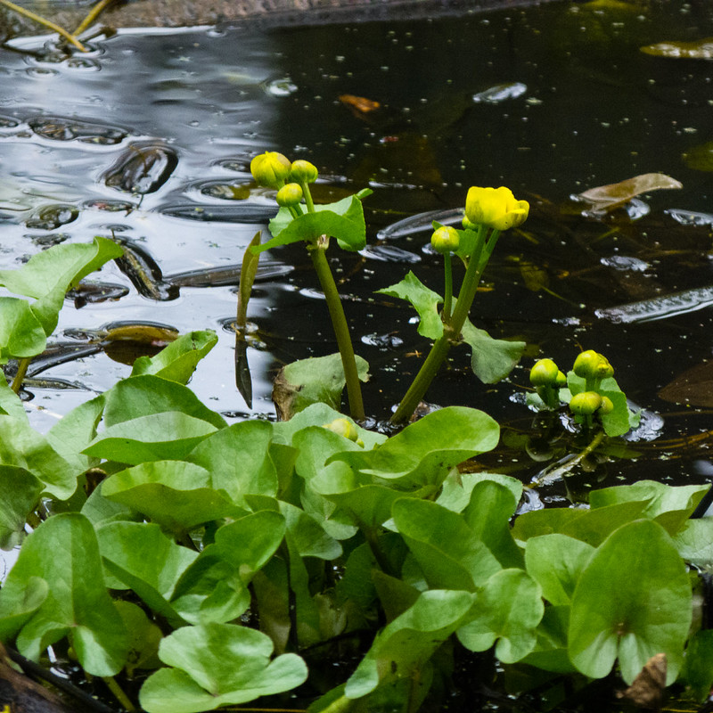 Marsh marigolds beginning to open, Bantock Park