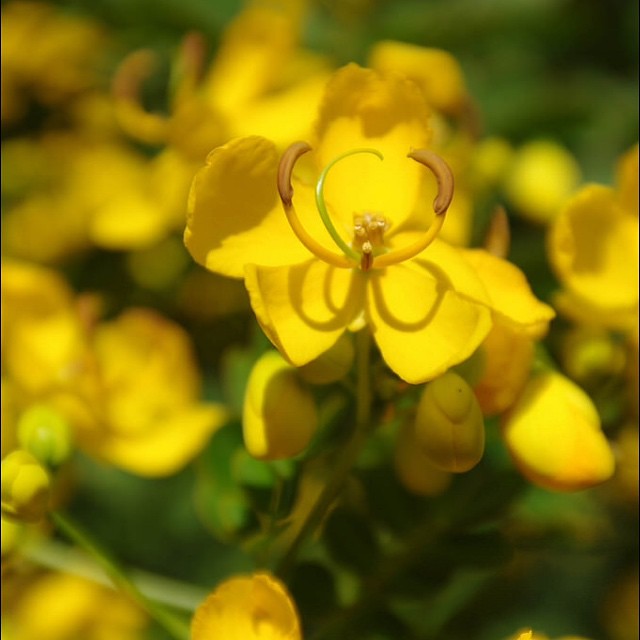 #Yellow #flowers taken with my #pentaxk20d with a #sigma20to40f2.8 #sigma lens #pentax #macro
