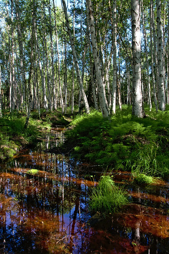 summer water alaska forest walk birch fairbanks borealforest