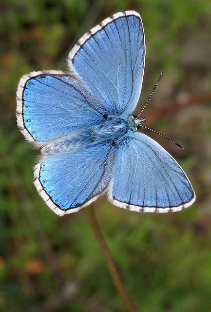 Adonis Blue - Polyommatus belargus