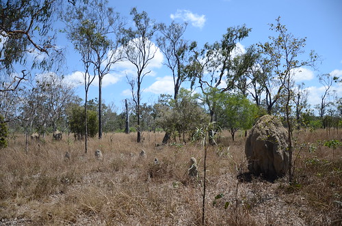 queensland landscape mareeba australia termite