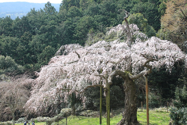 入生田の枝垂れ桜