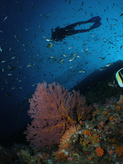 scubafish-underwater-6.jpg
